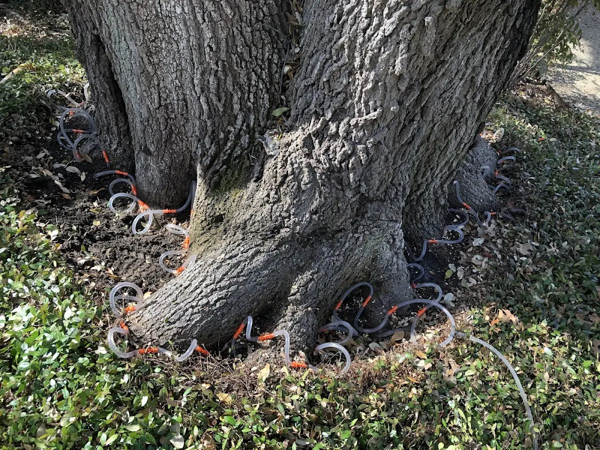 Detailed Shrub and Hedge Trimming job site in Ludlow